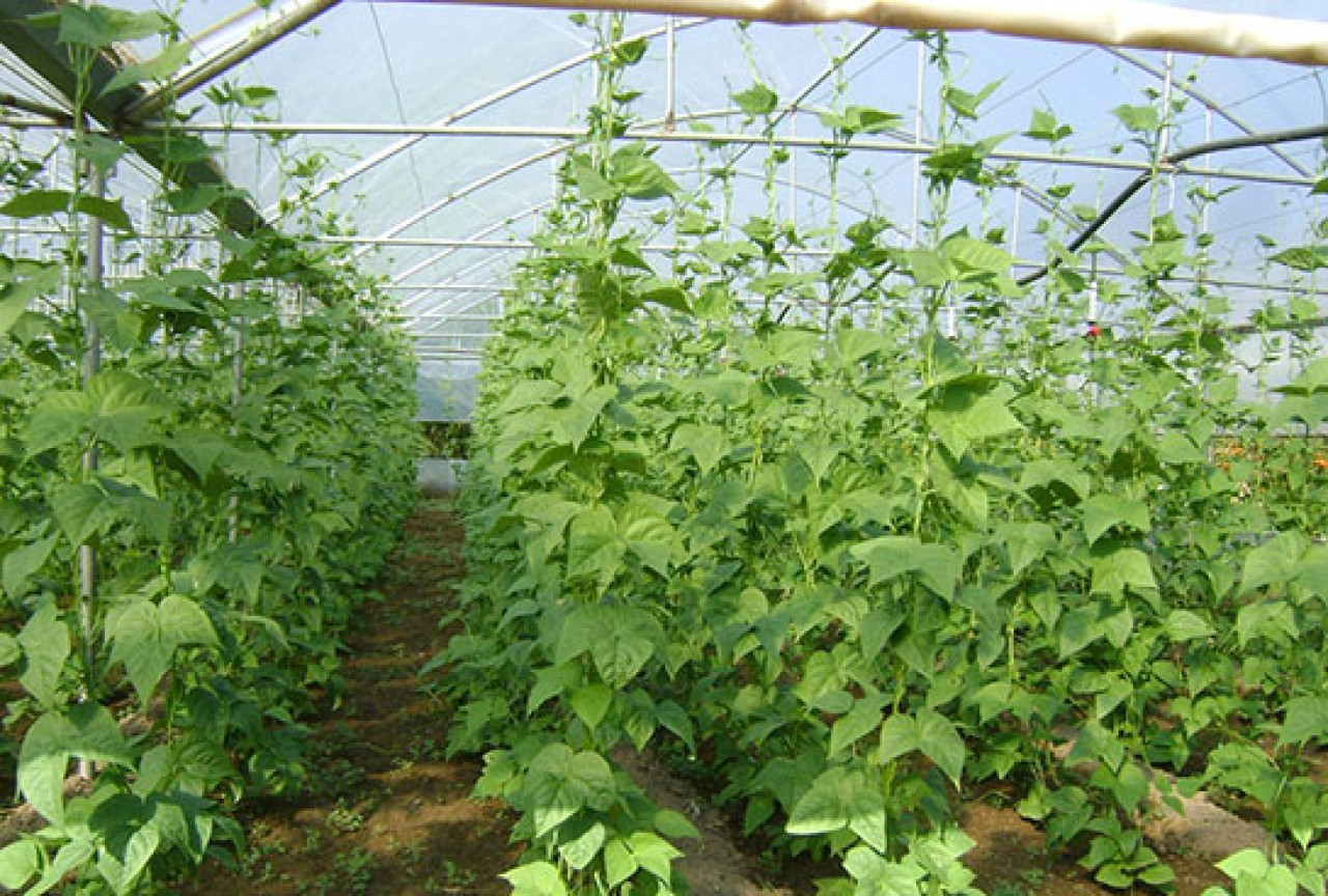 Hasadı başladı. Kilosu tarlada 80 markette 130 lira