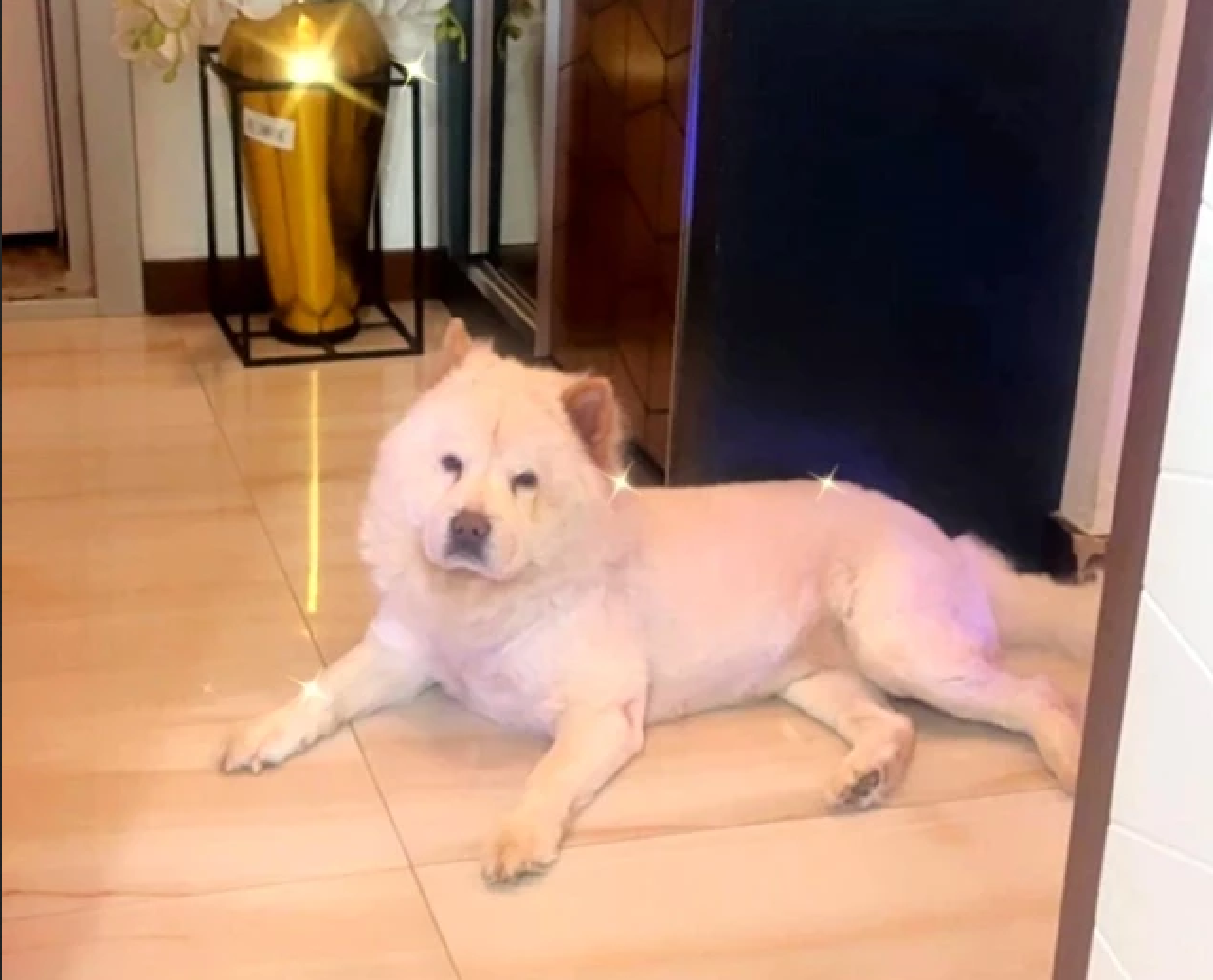 Çin aslanı cinsi köpek sahibinin bacağını paramparça etti!