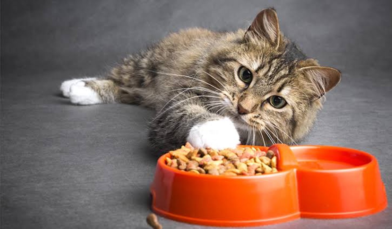 Kısırlaştırılmış Kedi Maması Ne Kadar Önemli?