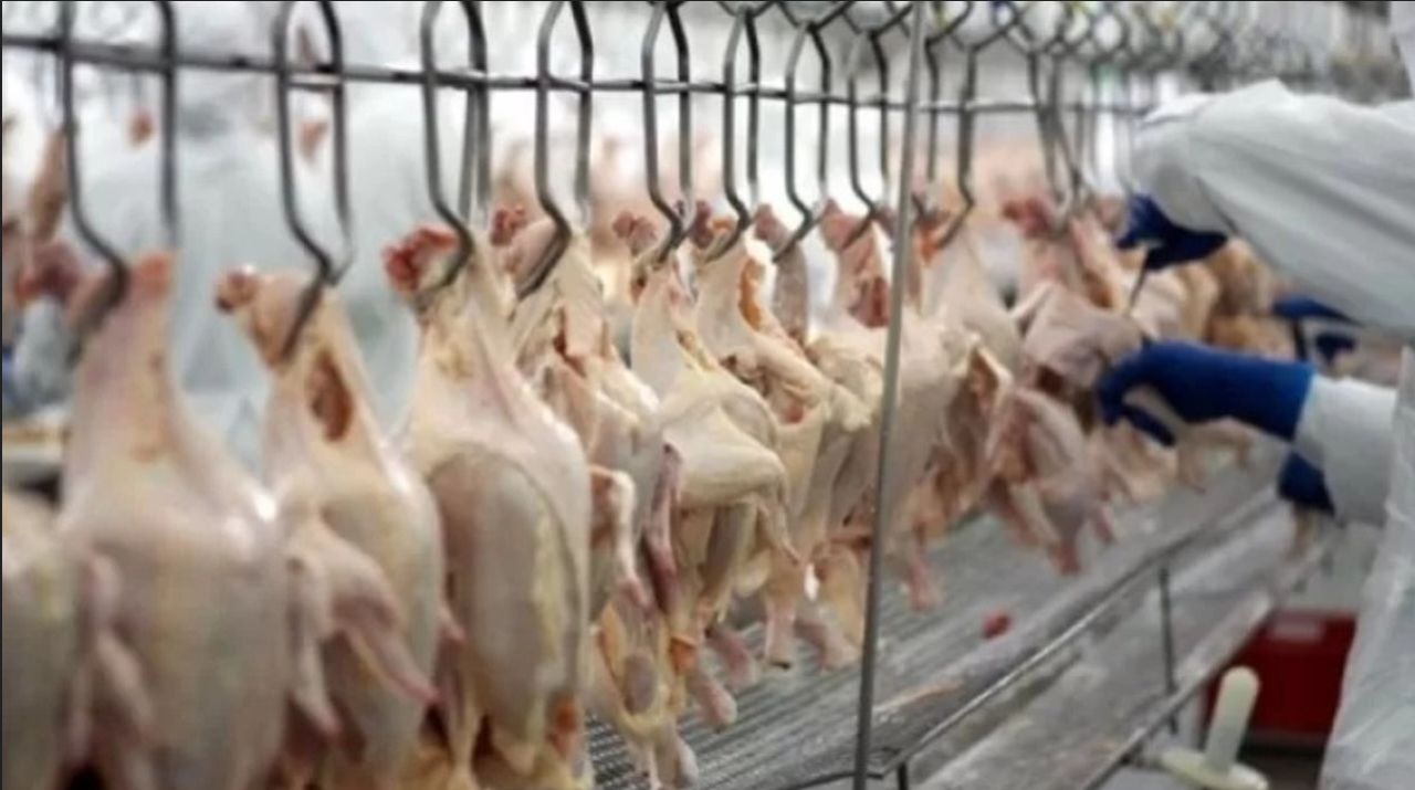 Bakanlık harekete geçti: Tavuk eti ihracatına sınırlama!