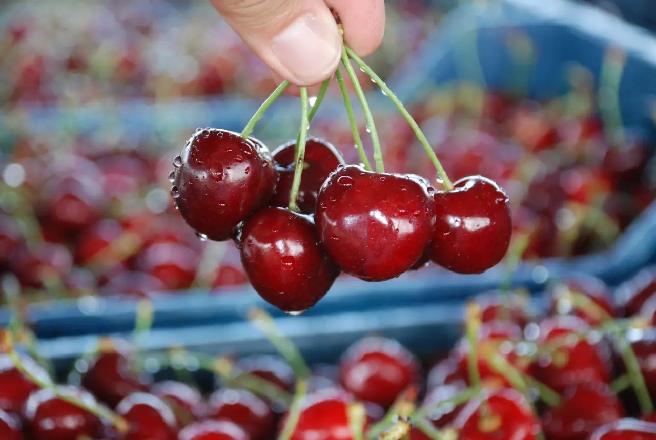 İzmir'de sezonun ilk kirazı hasat edildi. Ama biz yiyemeyeceğiz. Bakın kimler yiyecek?