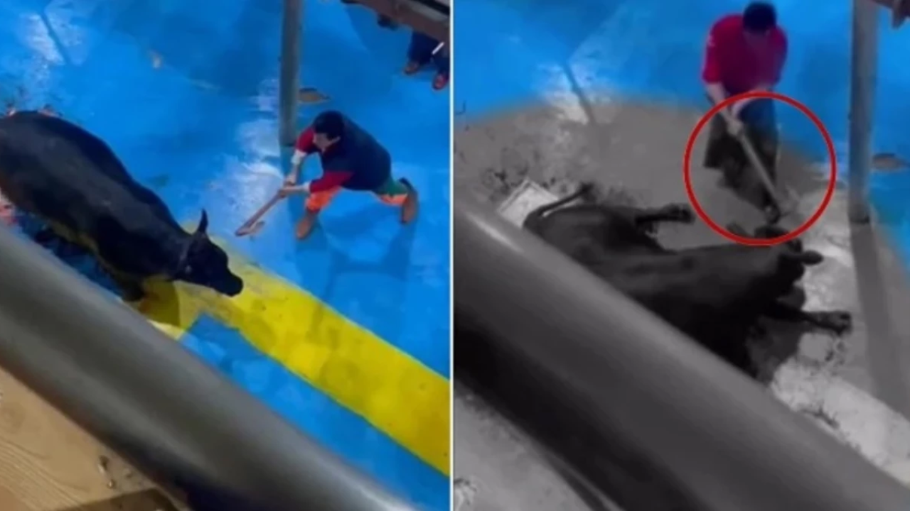 Et entegre tesisinde büyükbaş hayvana eziyet! İnfiale yol açtı