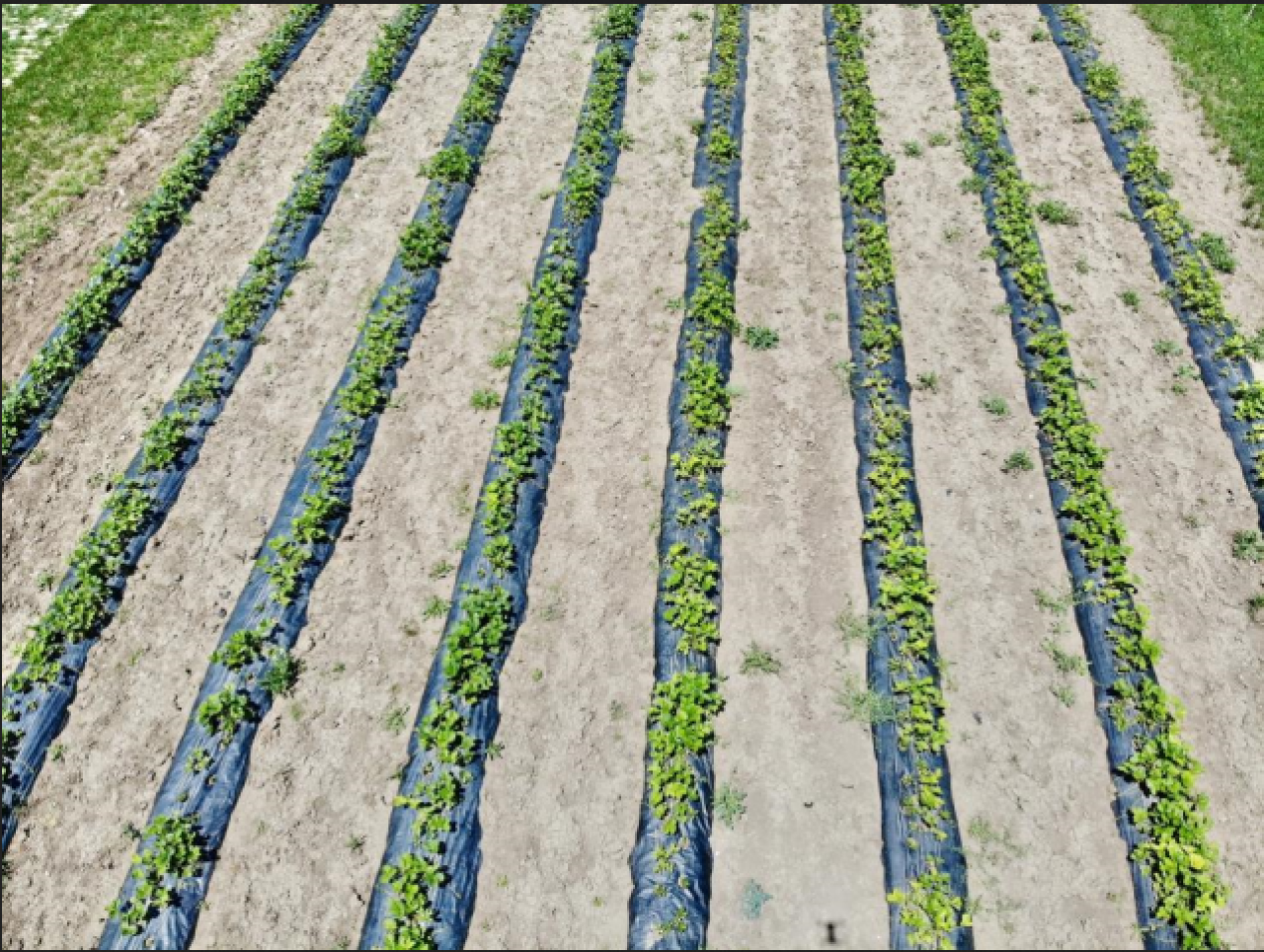 Yetişmez denilen topraklardan 1 yılda 400 ton verim alındı!