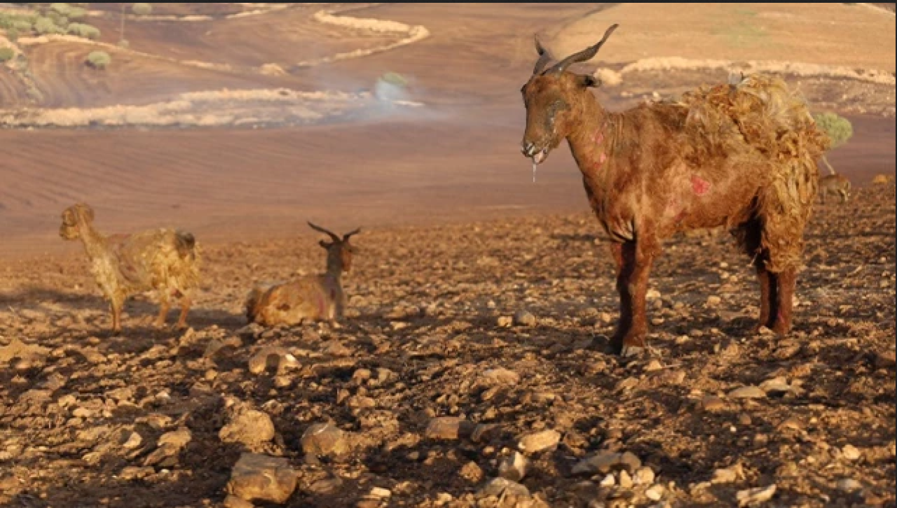 Diyarbakır ve Mardin arasında yangın: Yangının ardından görüntüler yürekleri dağladı