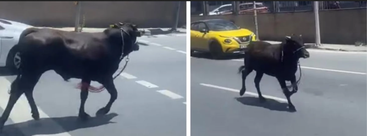 İstanbul'da firari dana sahibine zor anlar yaşattı!