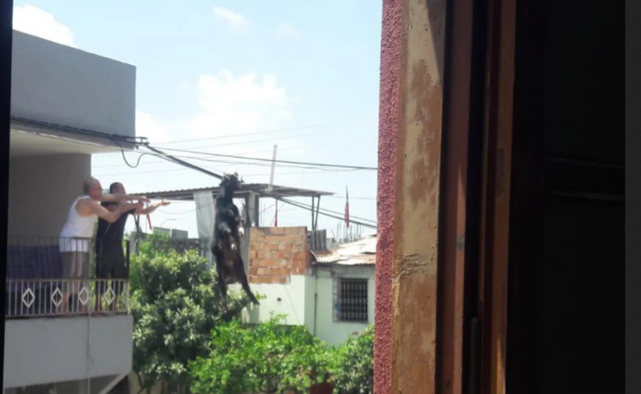 Firari kurbanlık keçi elektrik teline takıldı!