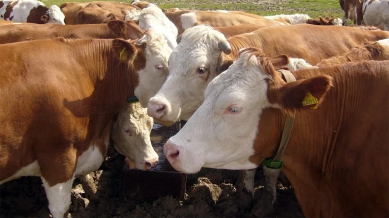 Bayrama günler kala korkutan haber: Kurbanlıkların tamamında tespit edildi,  satışlar yasaklandı