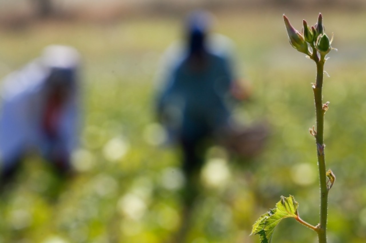 Hasadı başladı. Sadece bir ilçede yetişiyor. Kilosu 200 liraya kapışılıyor