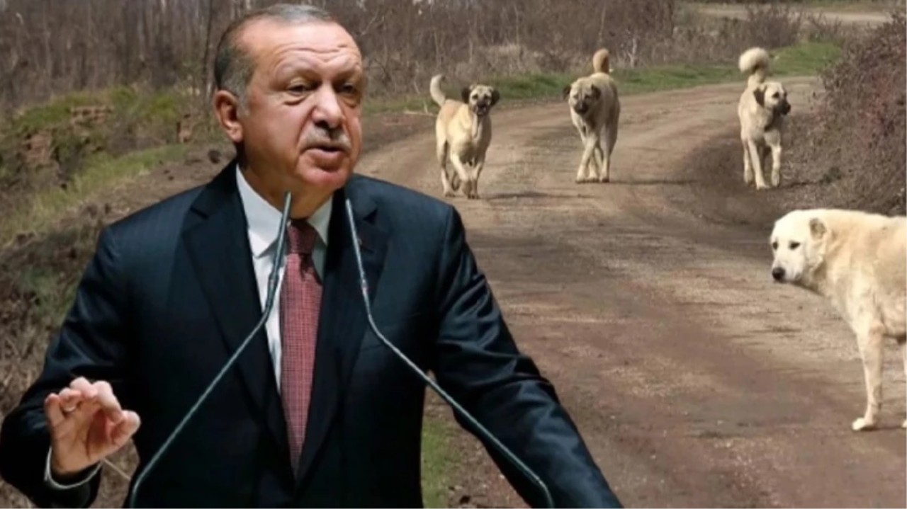 Cumhurbaşkanı Erdoğan'dan sokak köpekleri açıklaması: 'Kimse bize merhamet dersi vermeye kalkışmasın'