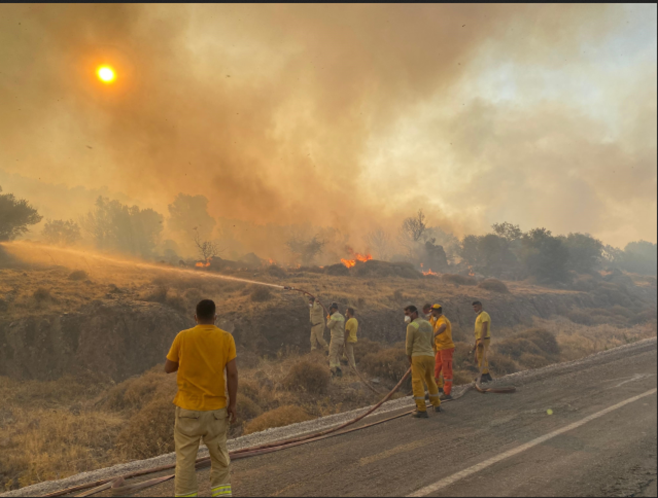 İzmir'in Dikili ilçesinde orman yangını!