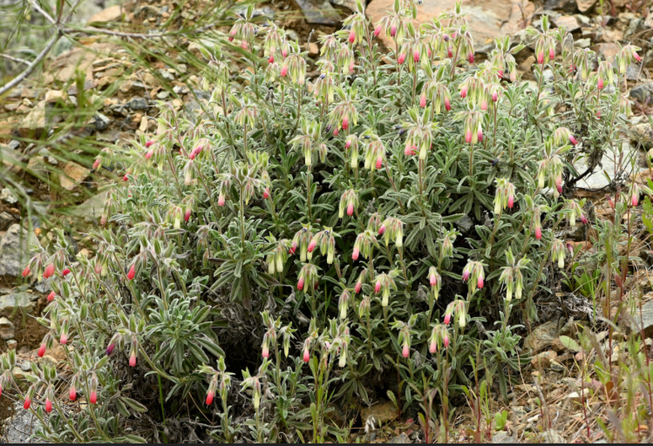 Sosyal medyada gördügü bitkinin izini sürdü: Bilim dünyasına kazandırdı!
