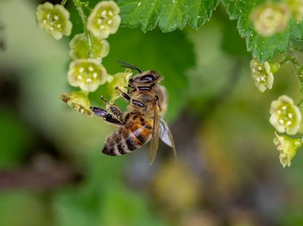Artvin'de dudağını arı soktu: İsrafil Özçelik yaşamını yitirdi!