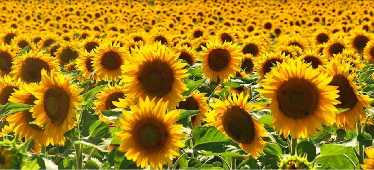 Bakanlık'tan  ayçiçek yağı için yeni düzenleme!