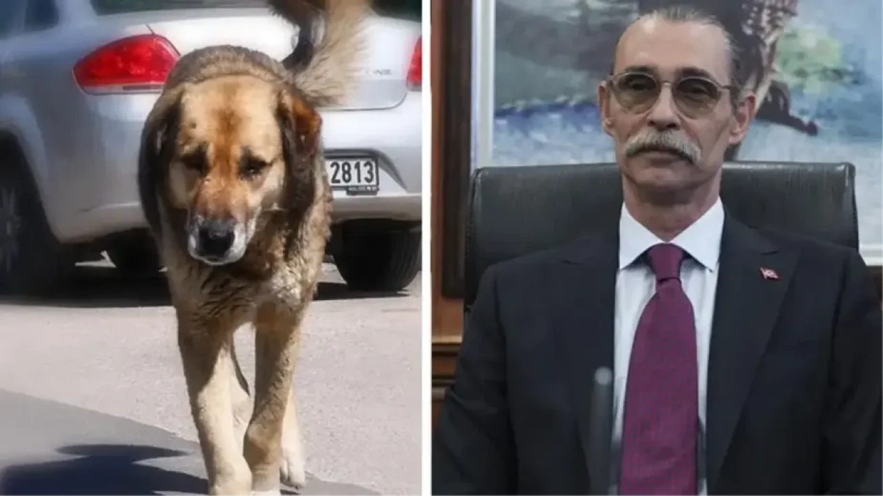 Erdal Beşikçioğlu'ndan skandal karar: Çocuğu ısıran köpeği bakın ne yapacak!