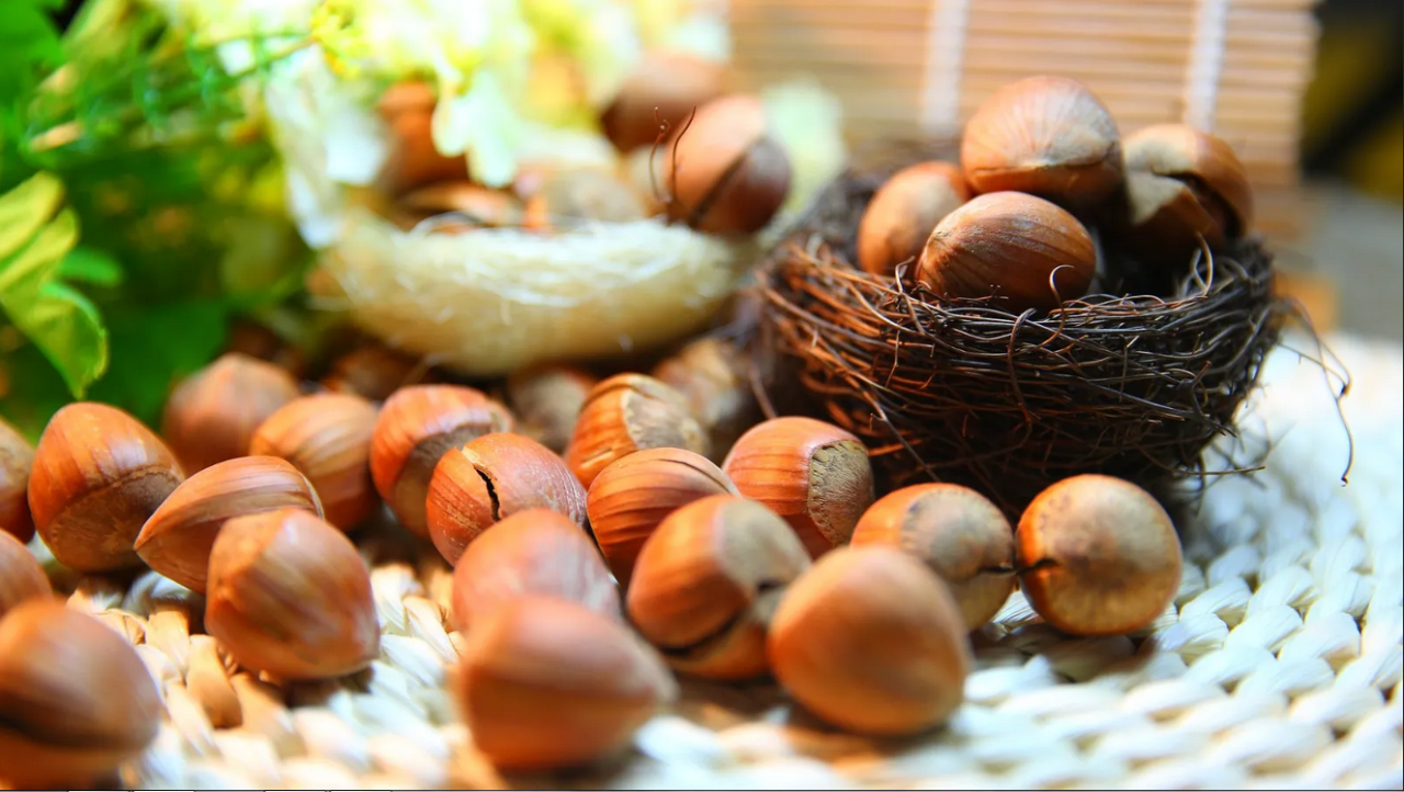 TMO kabuklu fındık alım esaslarını açıkladı!