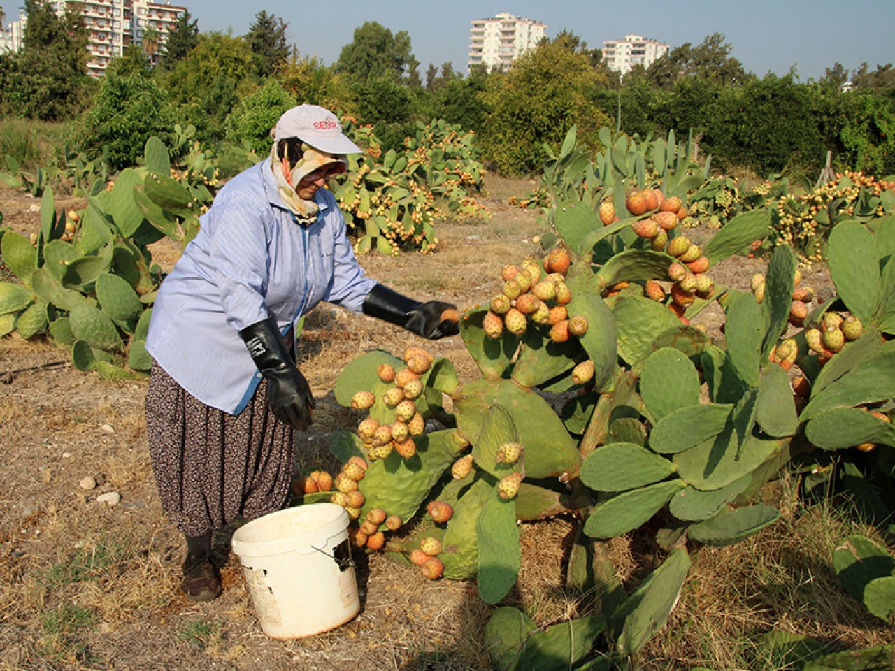 Vitamin deposu olduğu kanıtlandı! Bu meyvenin faydaları saymakla bitmiyor