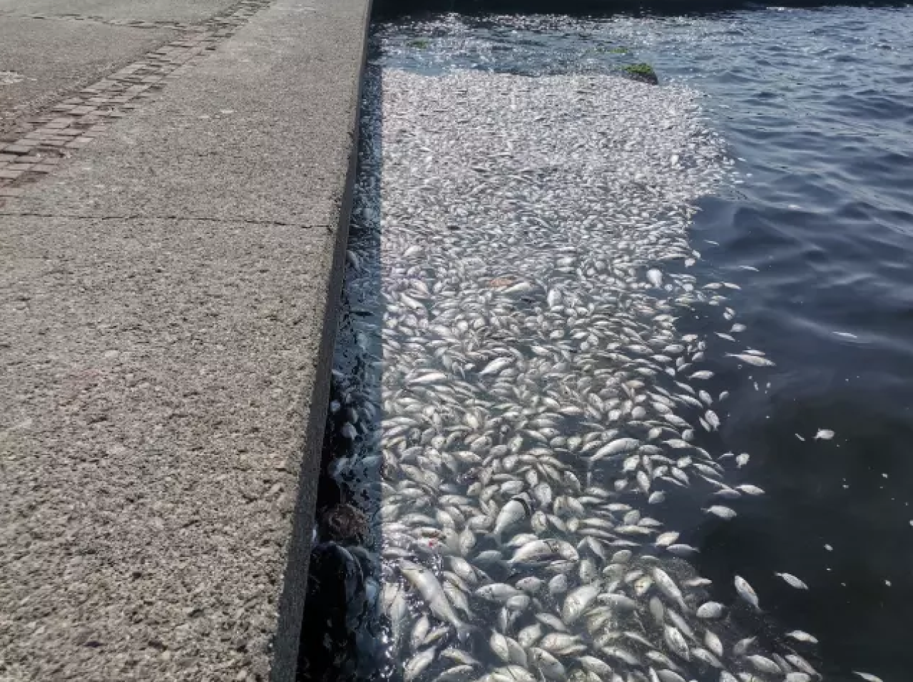 İzmir'de endişeye sebeb olan görüntü: Ölü balıklar kıyıya vurdu!