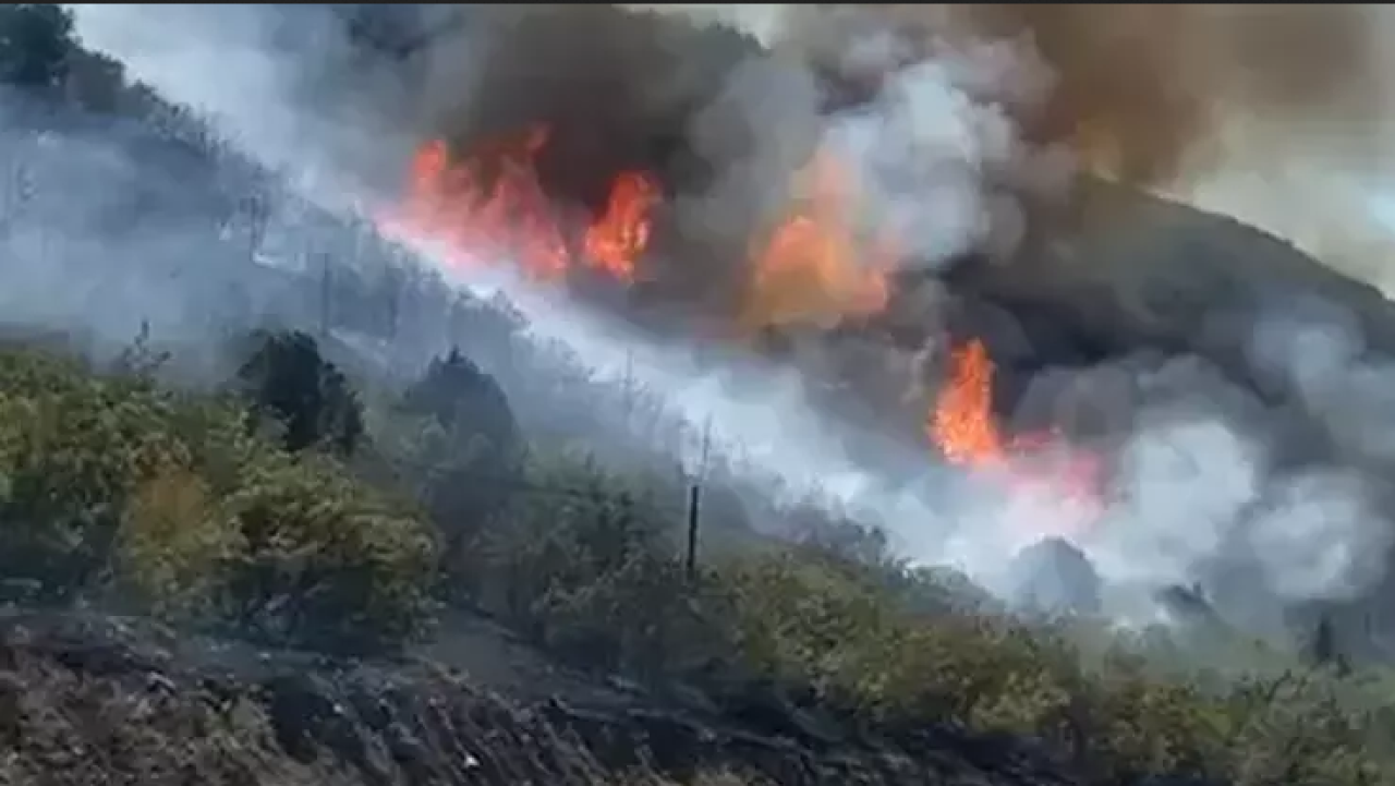Tokat'ta orman yangınında 8 hektarlık alan kül oldu!