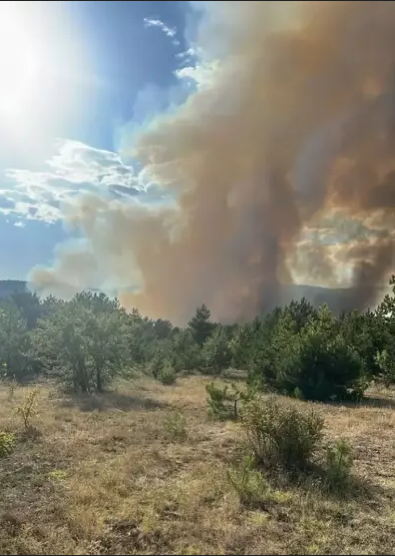 Çankırı'da orman yangını!