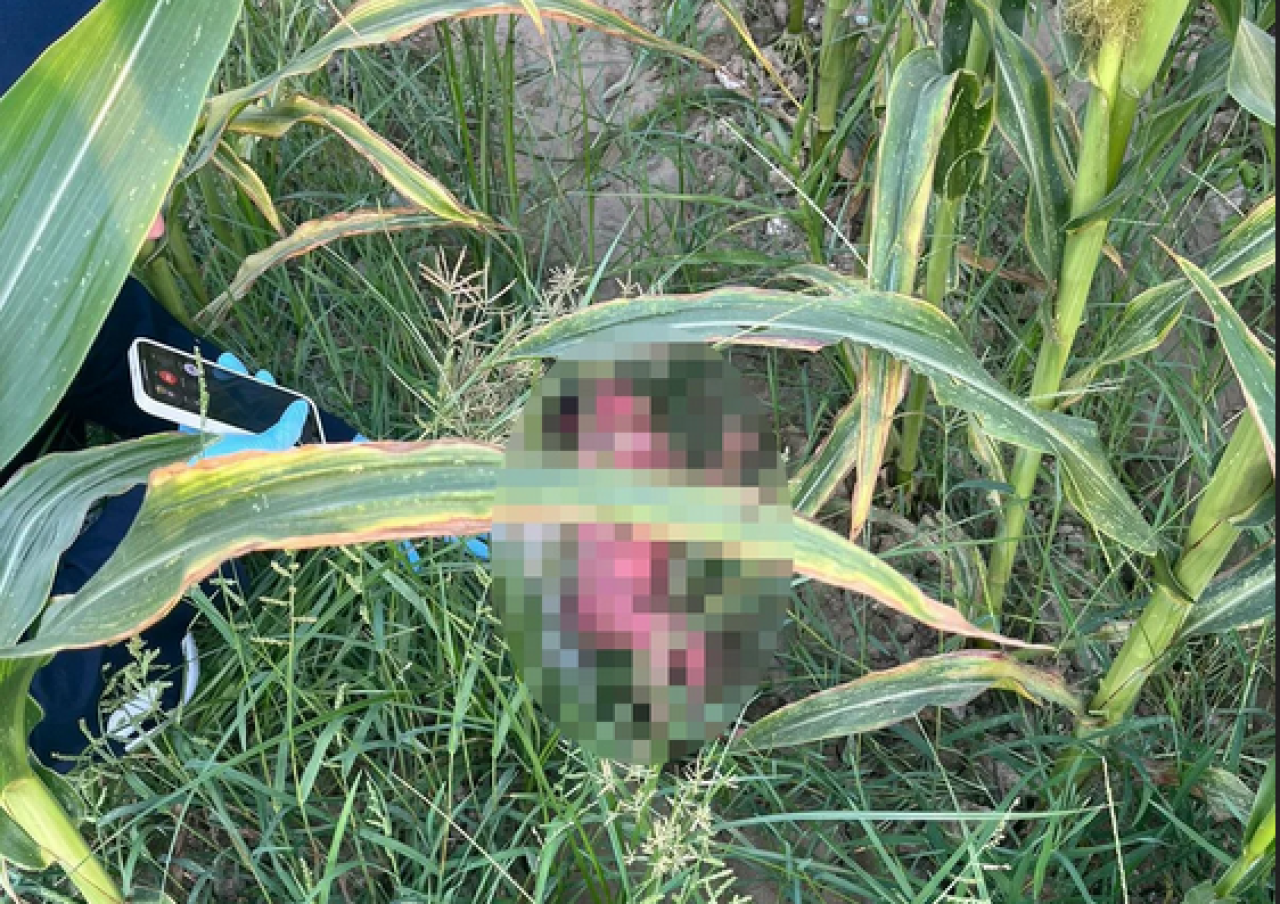 Osmaniye'de tarlada yeni doğmuş  bebek bulundu!