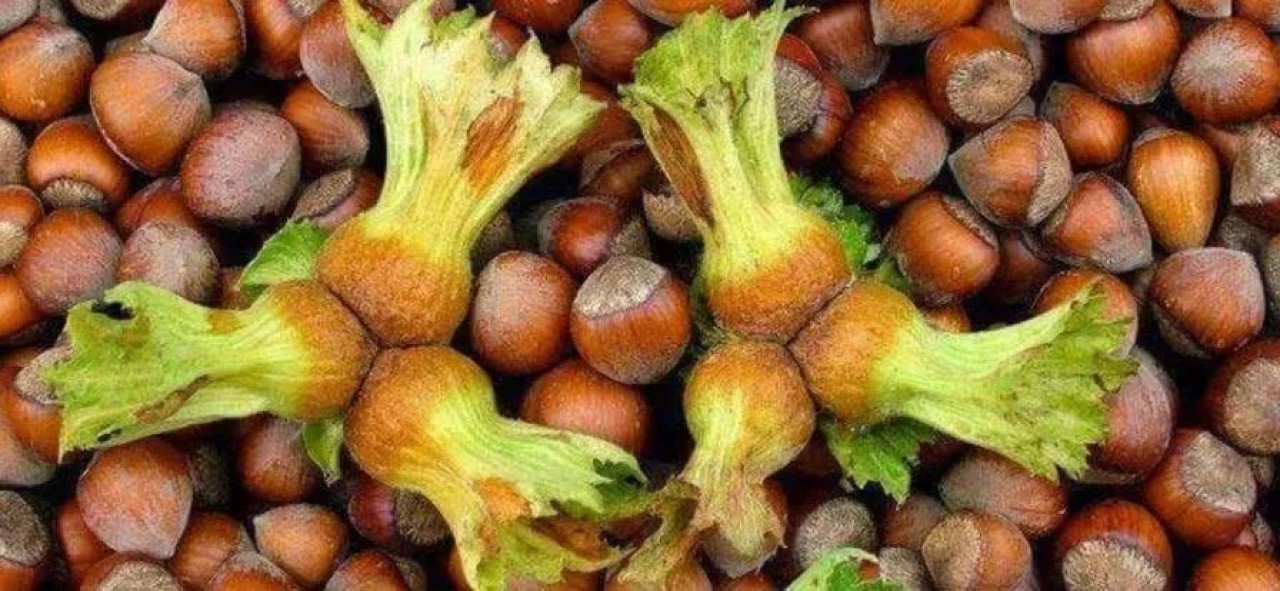 Fındık alım fiyatları belli oldu