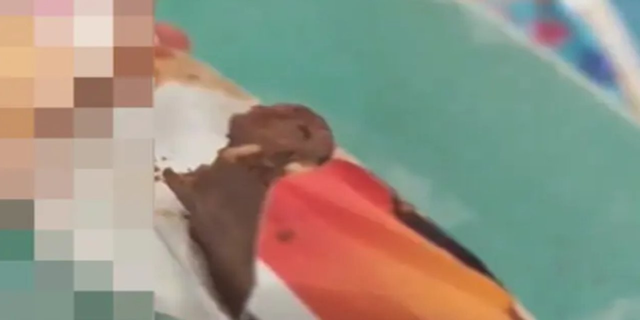 Dondurmanın içinden çıkan şok etti!