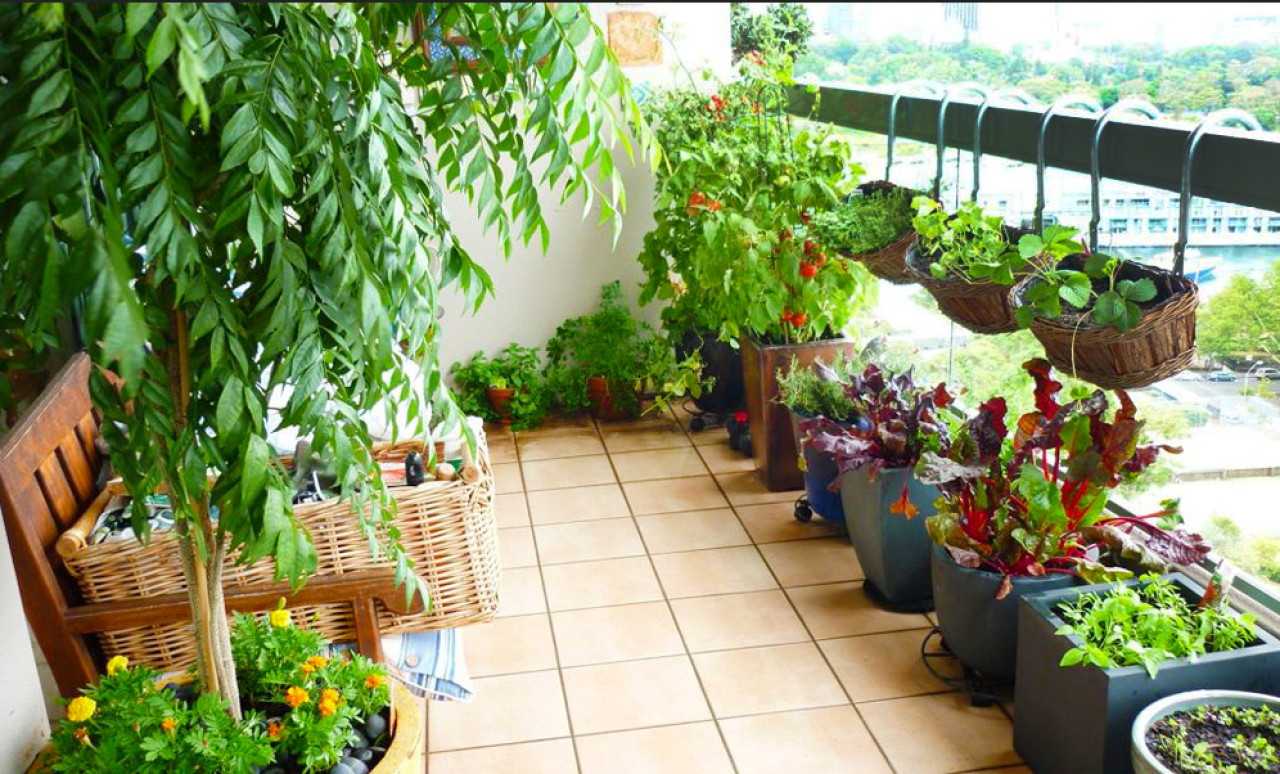 Modern Şehirlerde Tarım: Balkonlarda ve Çatılarda Yetiştirilen Ürünler