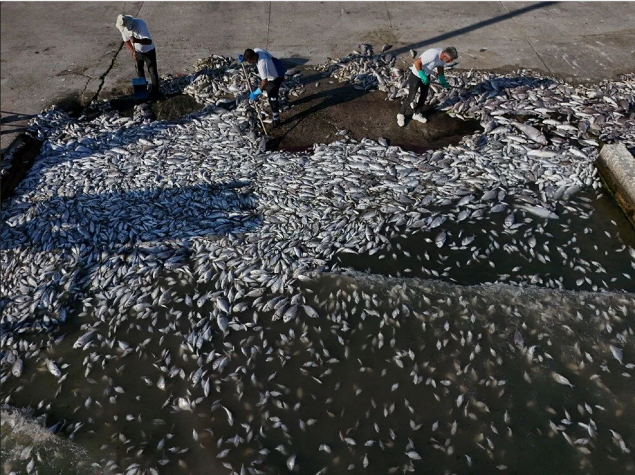 İzmir körfezi'nde kirlilik alarmı!