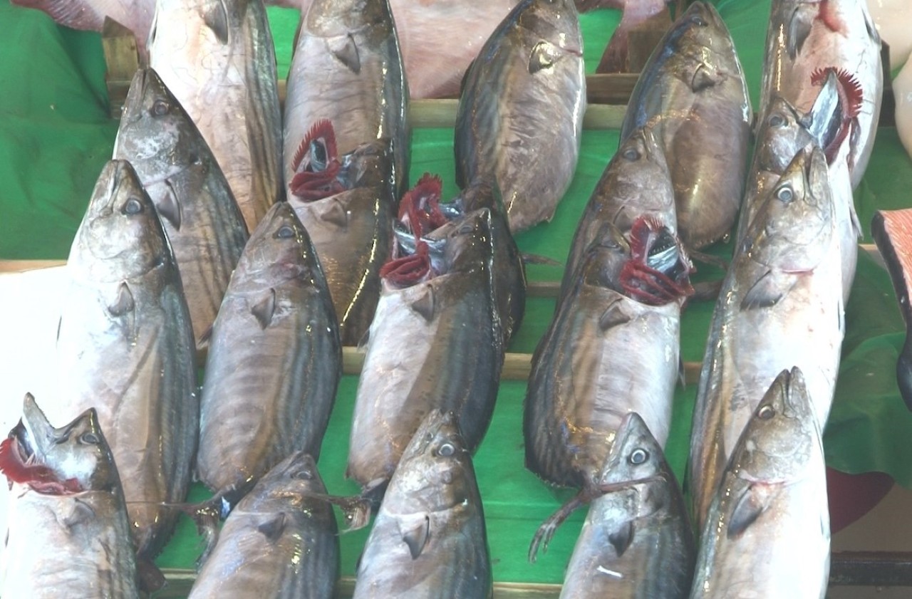 Balık tezgahlarında bu sene balık bolluğu yaşanıyor