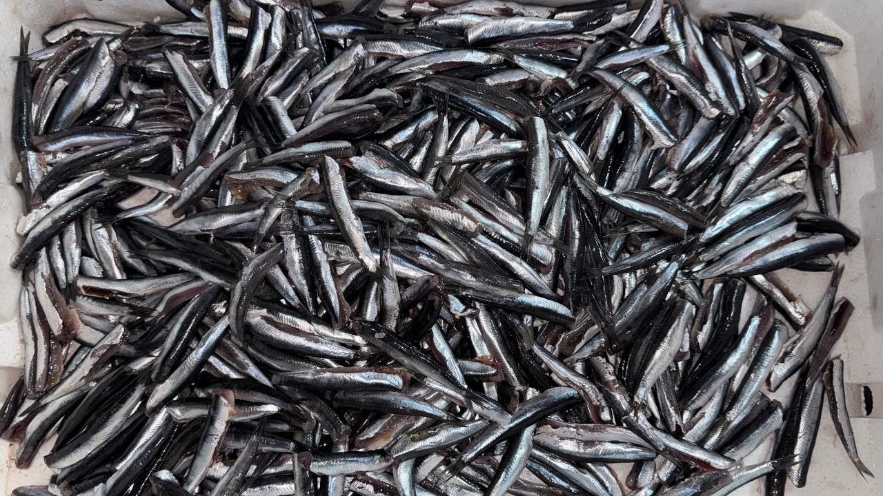 Havaların serinlemesiyle balık satışları arttı