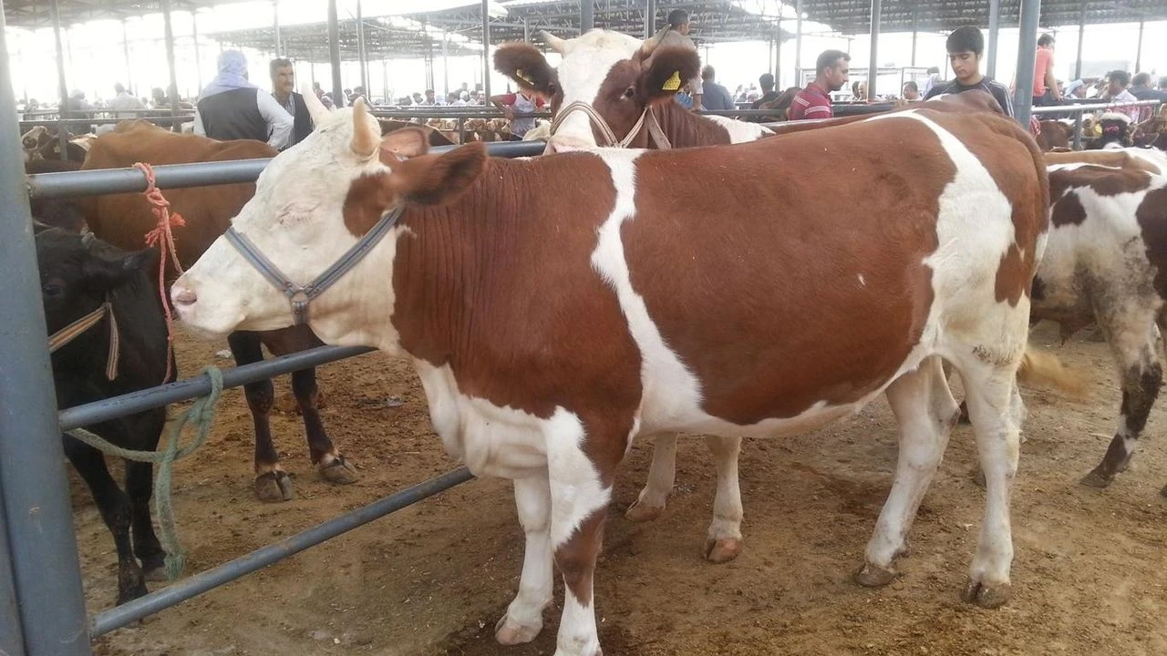 Türkiye,  Avrupa'dan büyükbaş hayvan ithalatını Mavi dil Hastalığı nedeniyle durdurdu