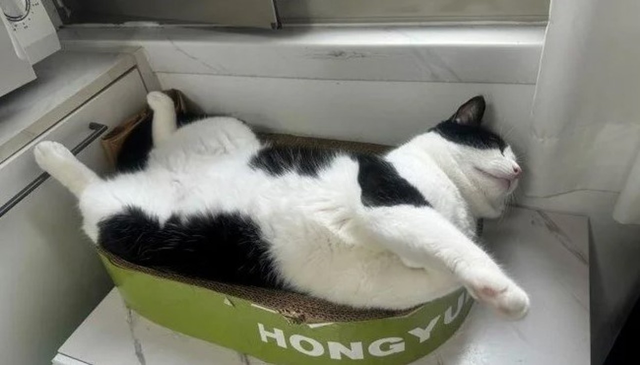 Çin'de evcil hayvanlar "iş dünyasına" adım atıyor