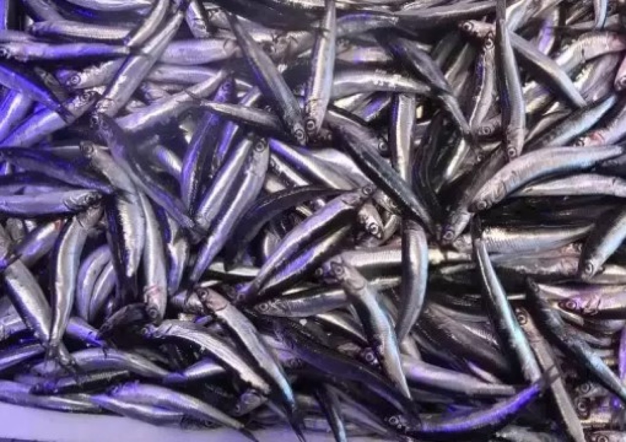 Balıkçıların hamsi endişesi: Bu sene fazla olmayacak!