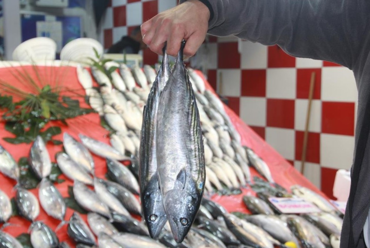 Tezgahlarda palamut bolluğu yaşanıyor
