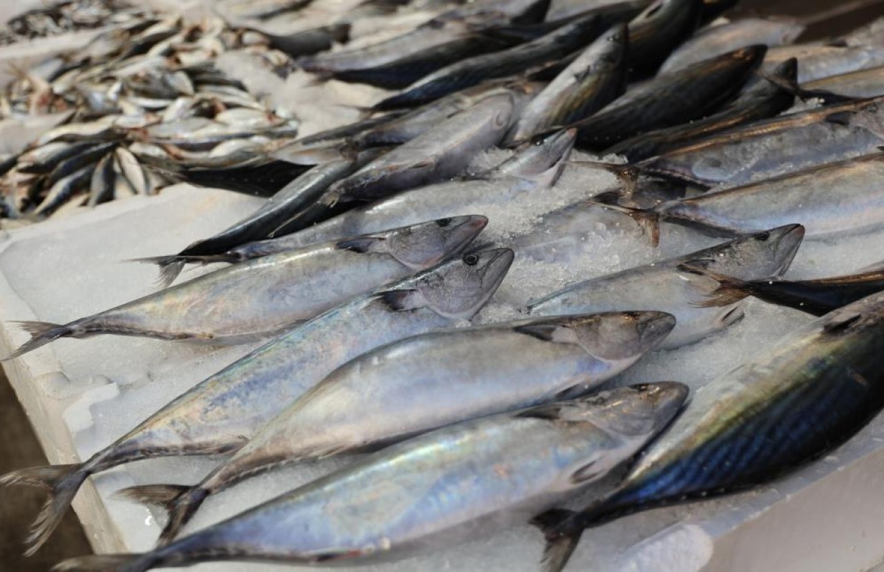 Balık çeşitleri azaldı,  fiyatlar tavan yaptı