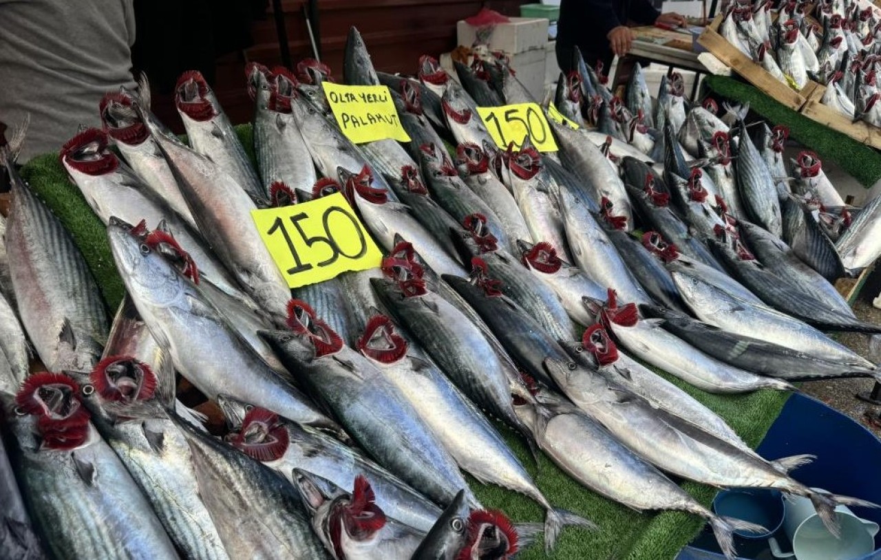 Palamut fiyatı düştü,  vatandaş ilgi gösterdi