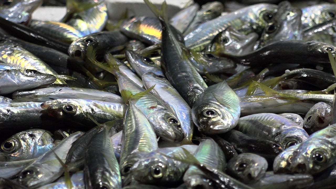 Tezgahlarda istavrit ve çinekop bolluğu yaşanıyor!