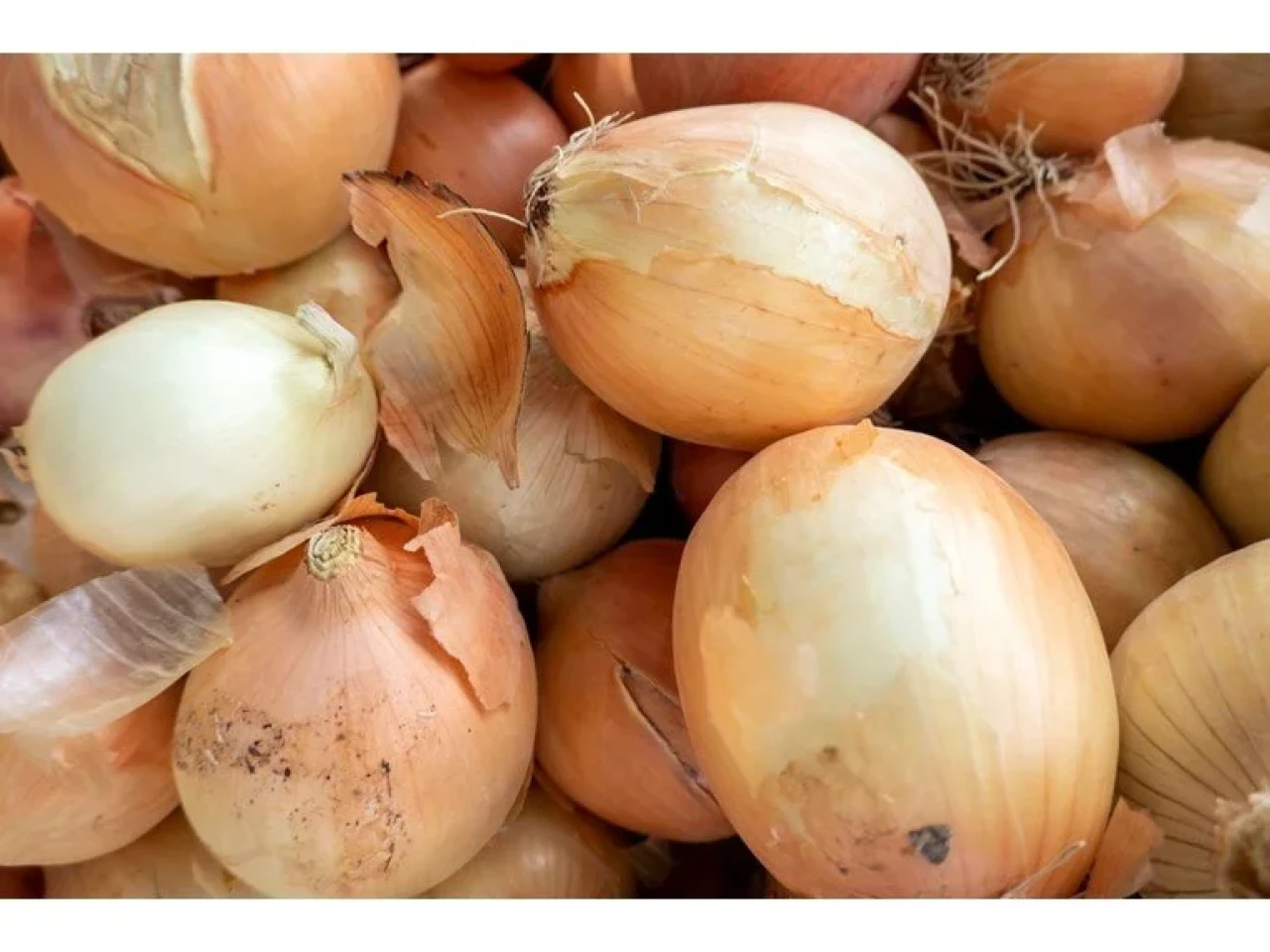 Soğanı böyle tüketmek bağırsakları mahvediyor! Herkes aynı hatayı yapıyor