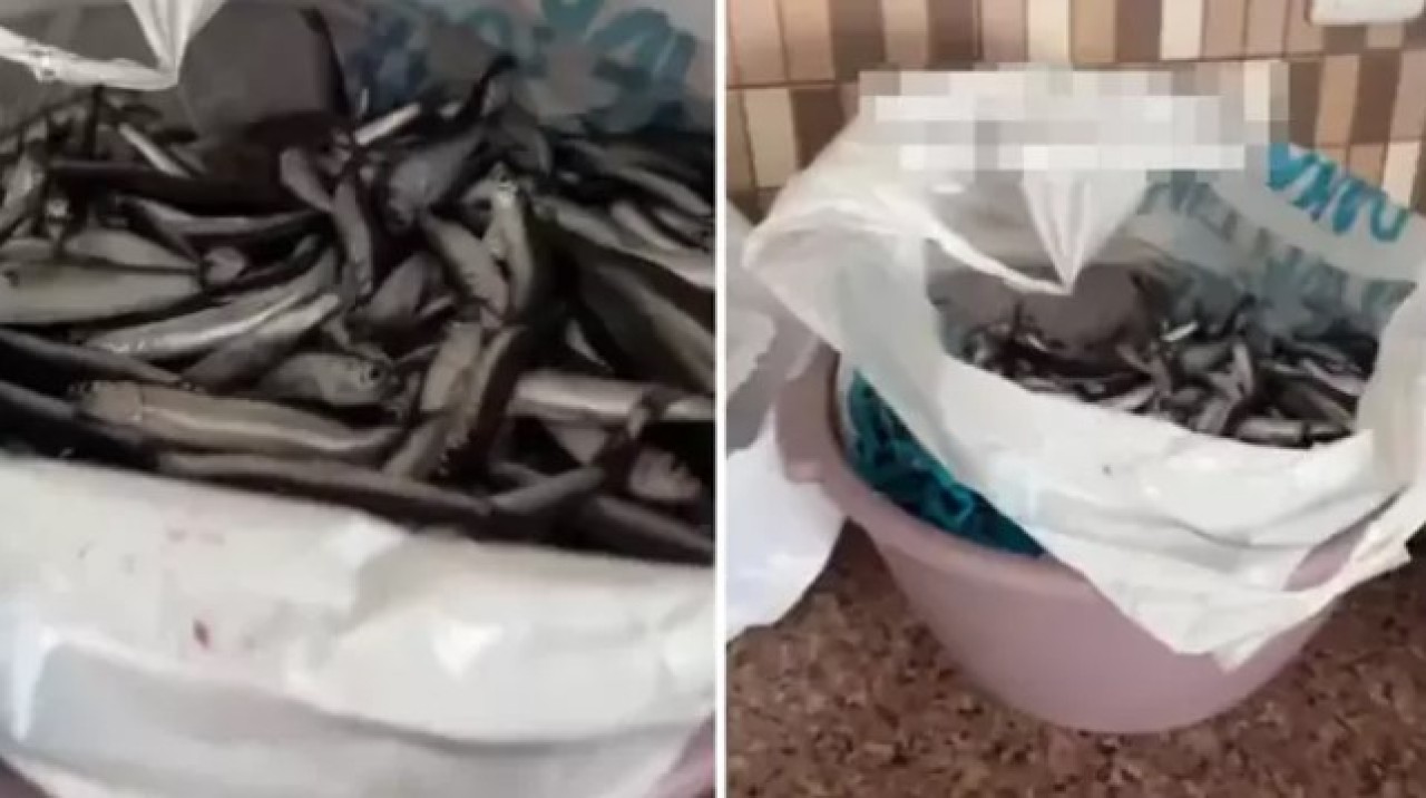 Balıkları pişirecekti,  poşeti açınca gördükleri karşısında şok oldu