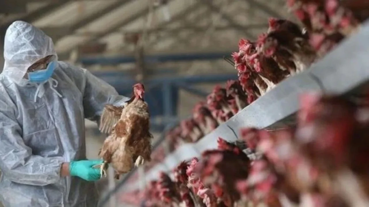 Kuş gribi alarmı: 200 bin hayvan etkilendi!