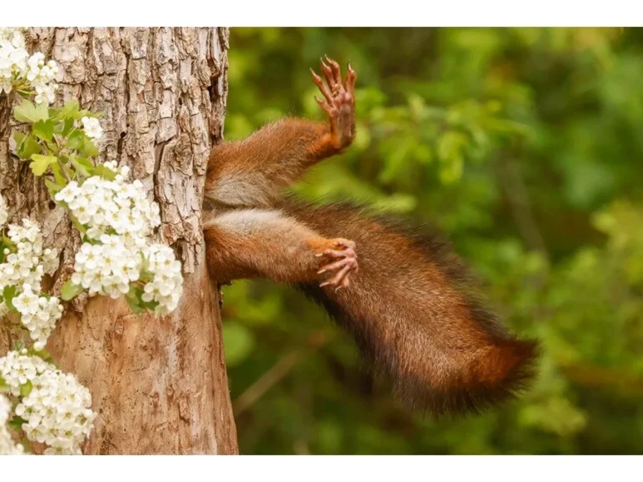 Komedi vahşi yaşam fotoğrafçılığı ödülleri kazananı belli oldu