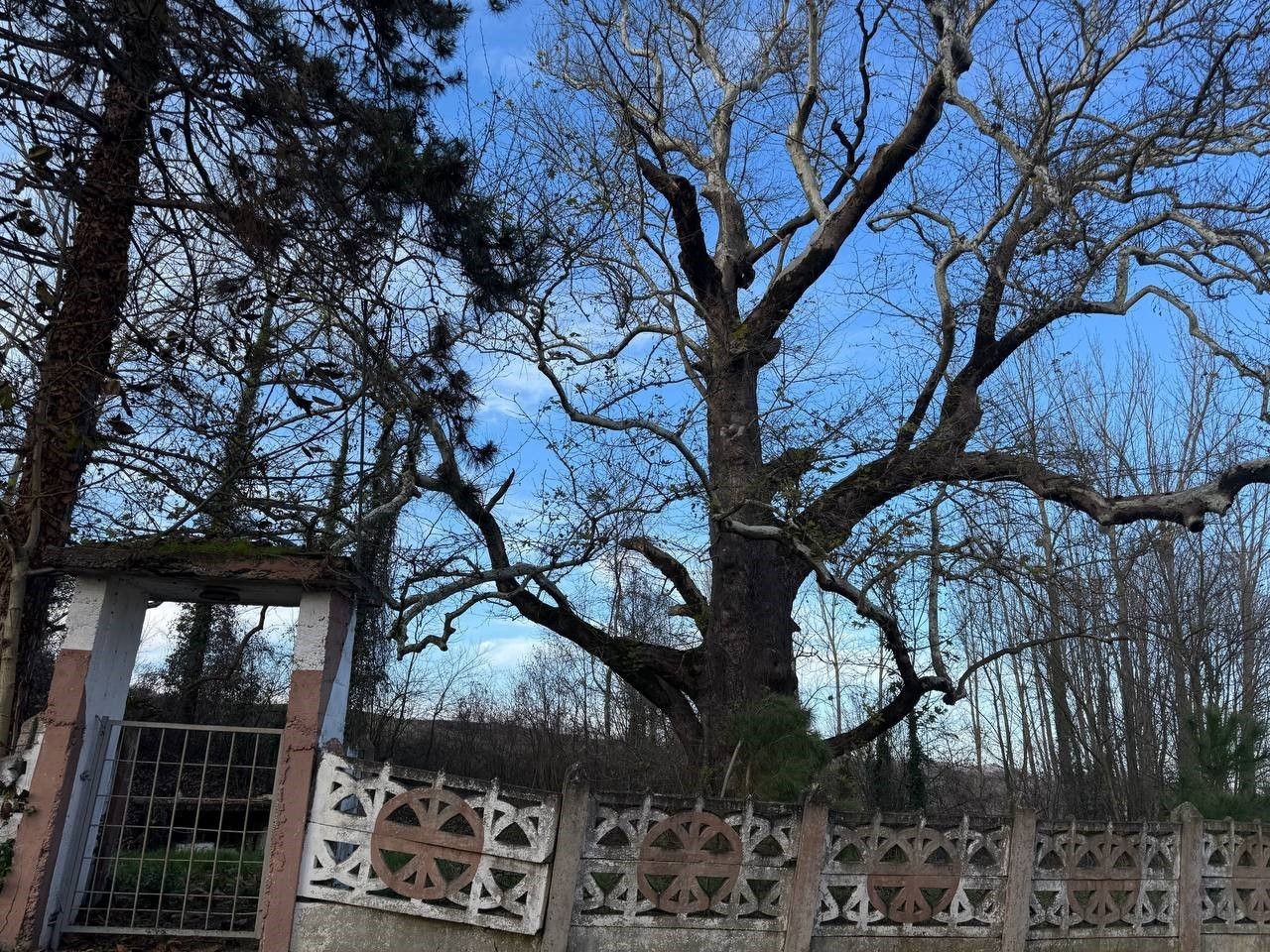 Zonguldak'ın Tarihi Mirası: 300 Yıllık Camii ve Bin Yaşındaki Ağaç Ziyaretçilerini Bekliyor