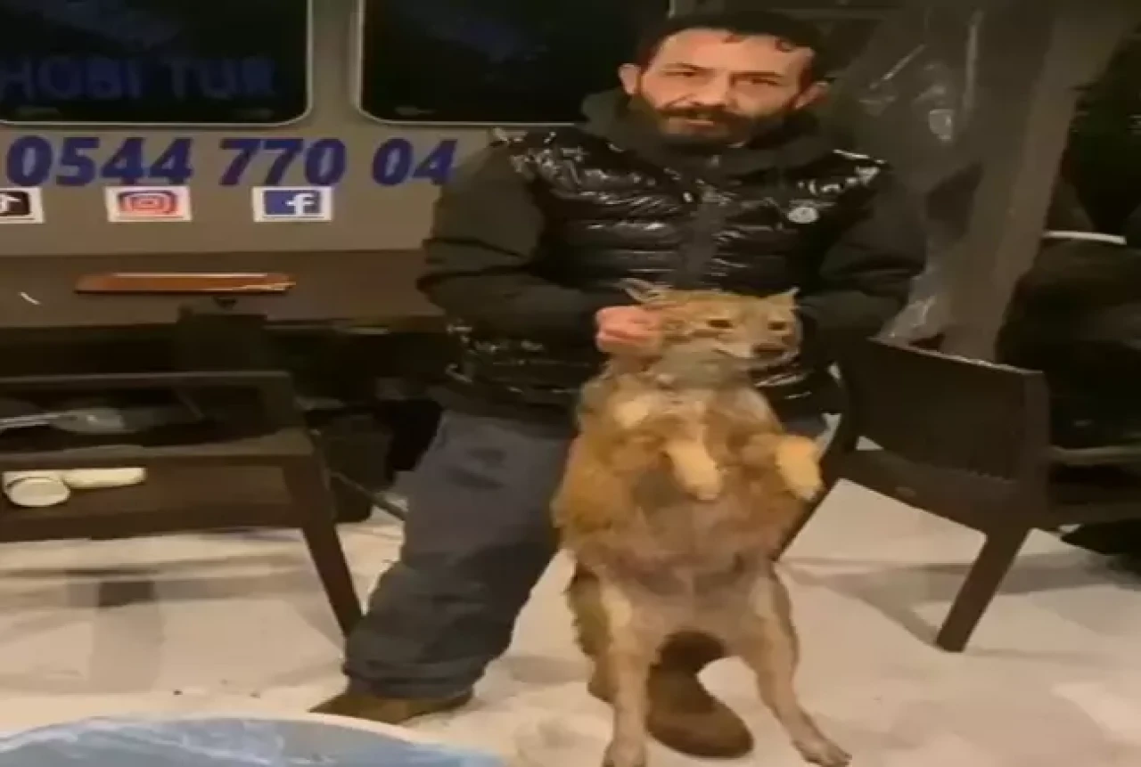 Balık tutmaya gitti,  tilki tuttu!