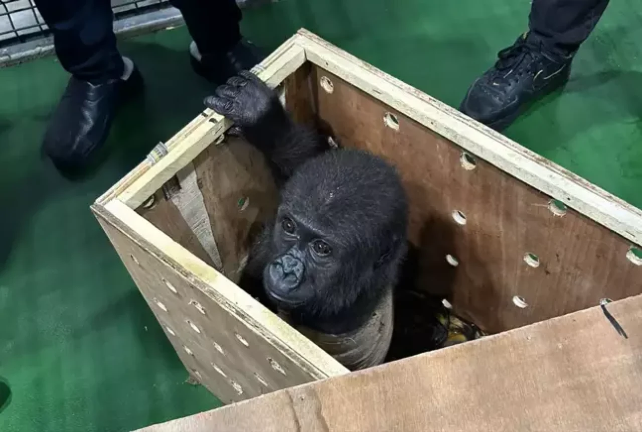 Havalimanında bulunan yavru gorile ilişkin bakanlık açıklamada bulundu!