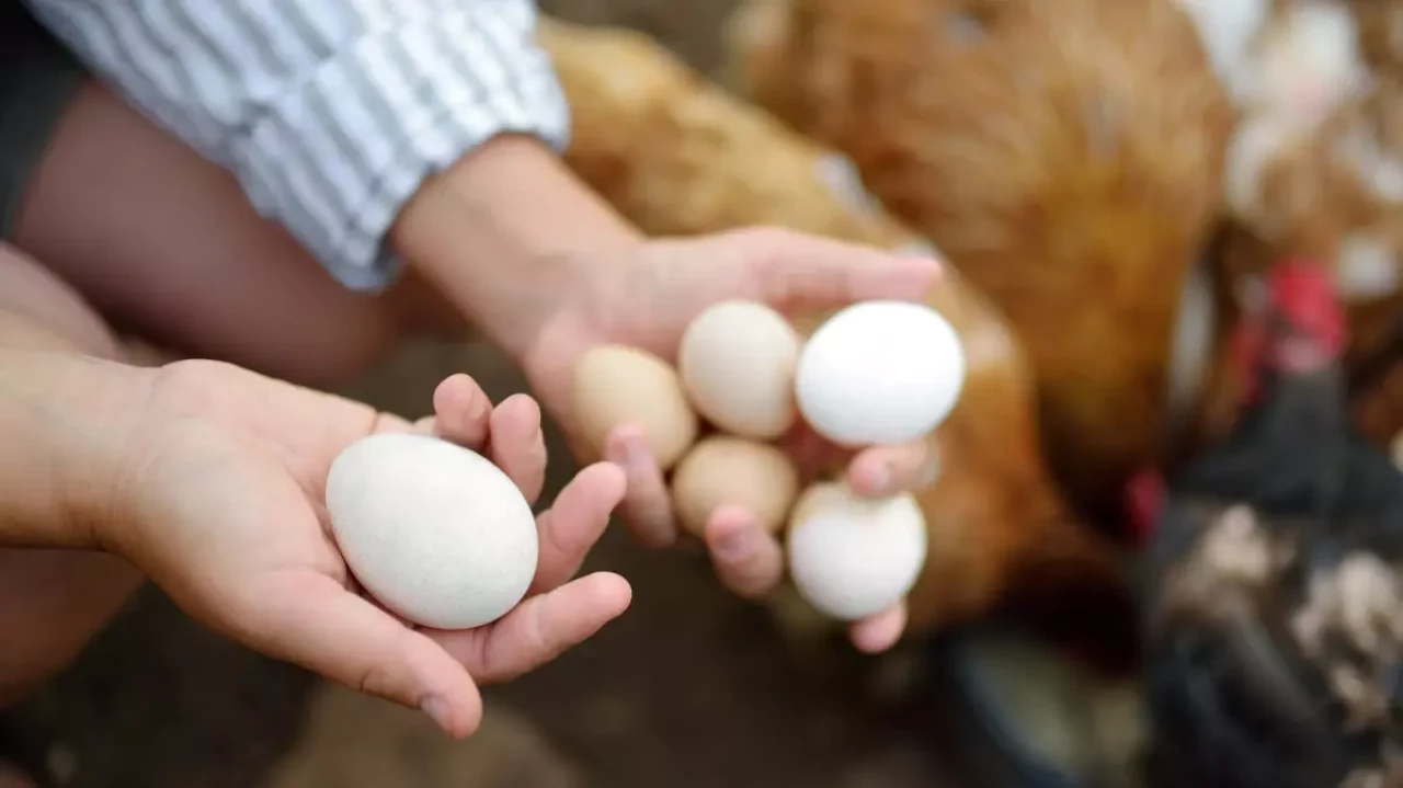Kapüşonu yumurta toplama makinesine dolanan Semra Yıldırım,  hayatını kaybetti