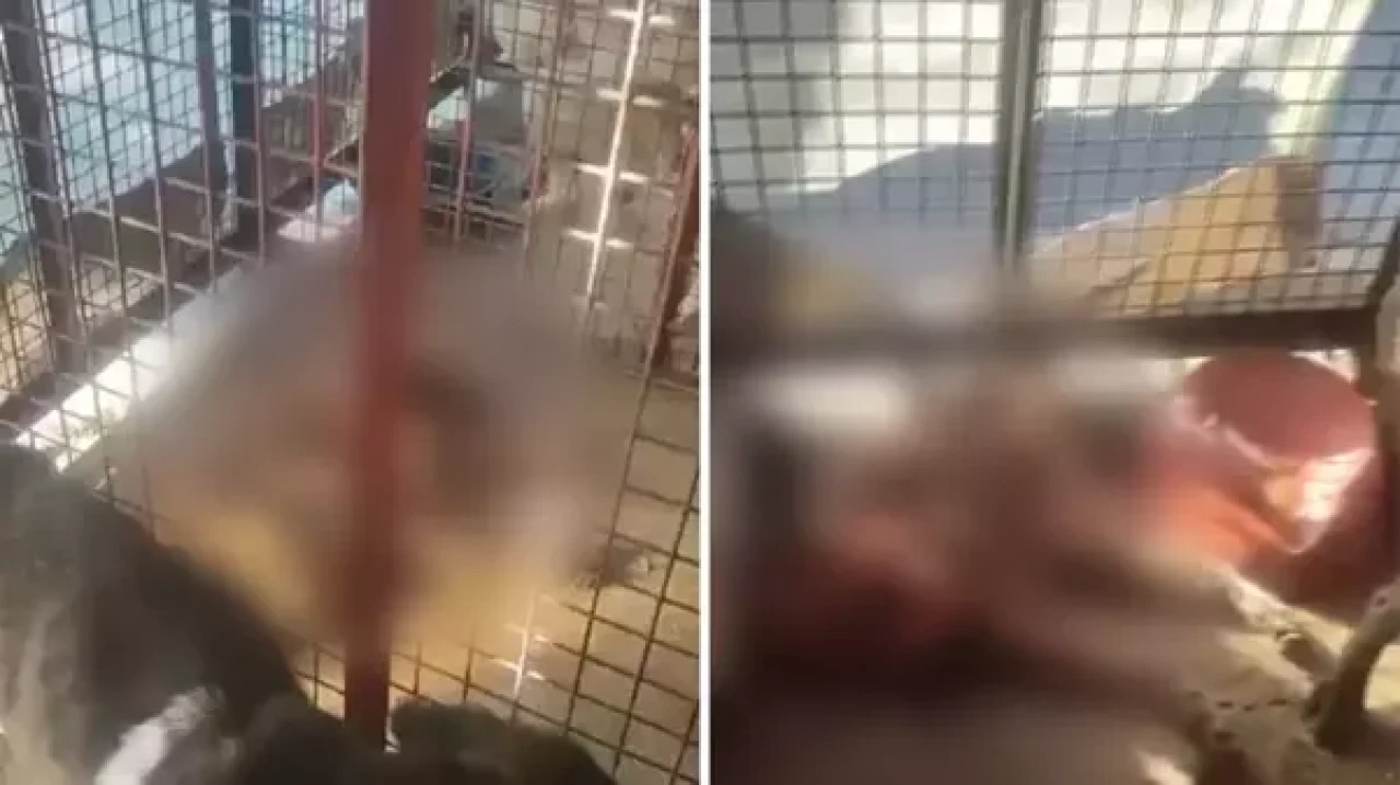 Mamak Belediyesi hayvan barınağında skandal!