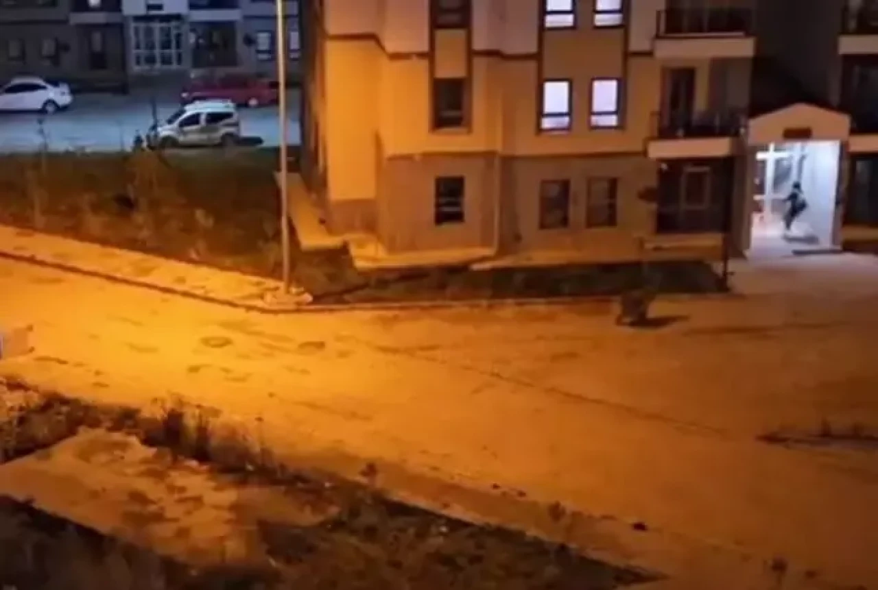 Kars’ta şehre inen boz ayı vatandaşı kovaladı