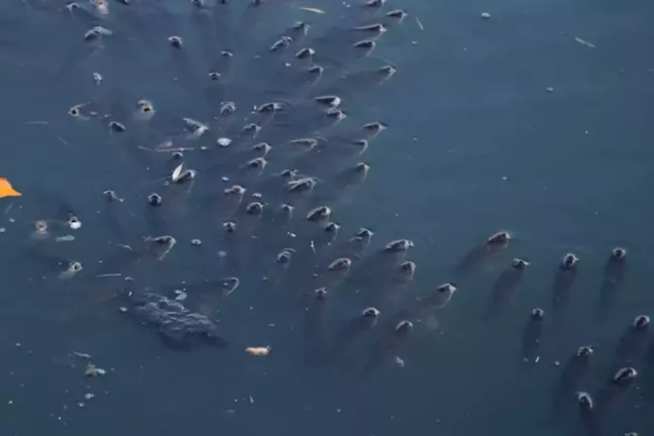 Adana'da korkutan görüntü!