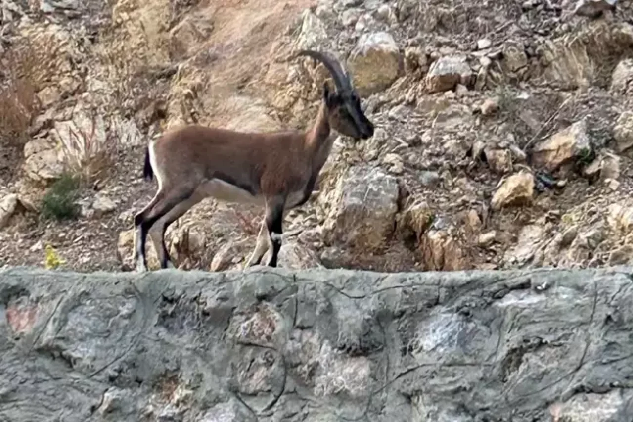 "Domates yıkıyordum" dedi,  gerçek ortaya çıktı! Rekor ceza