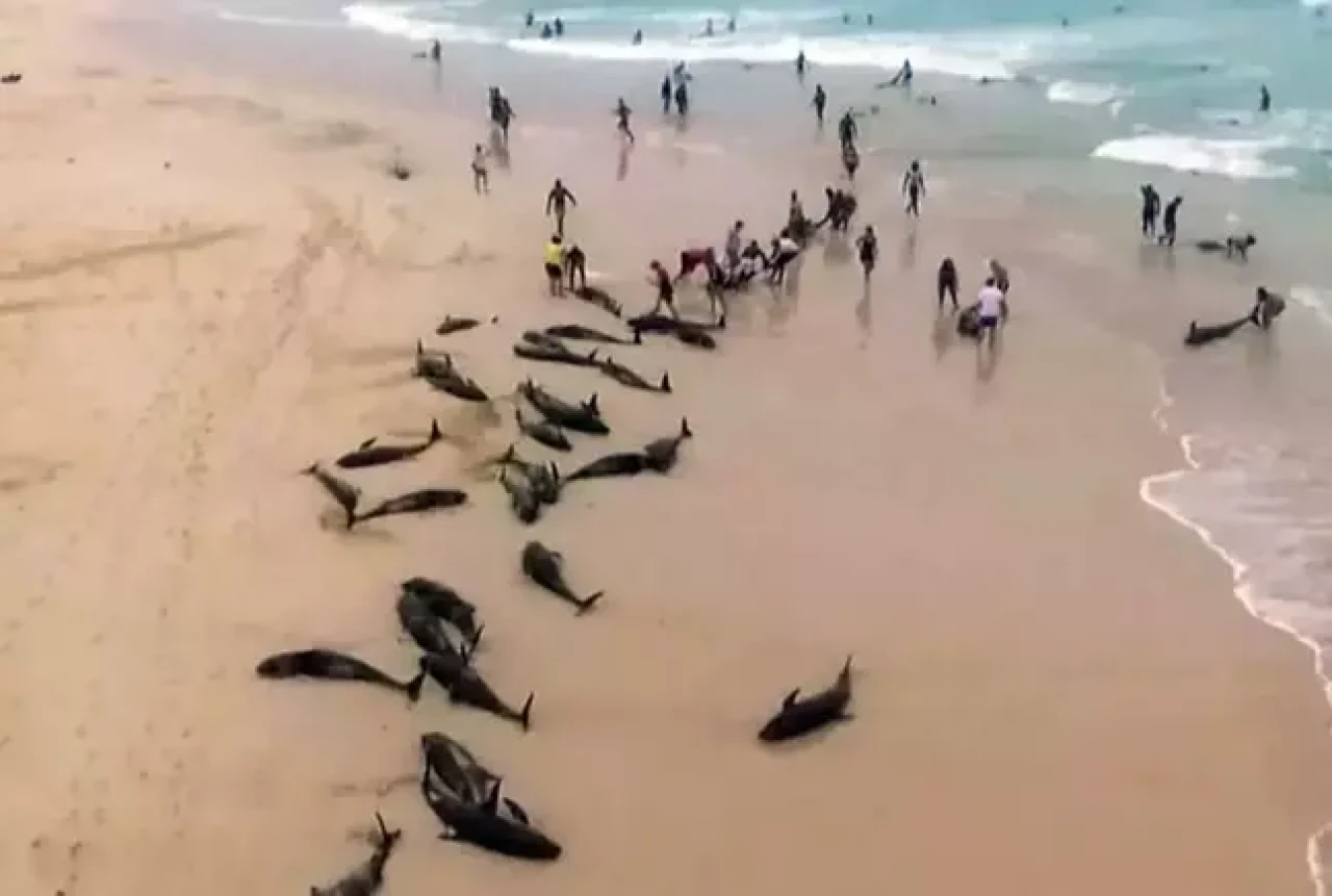 110 yunus ölü bulundu!